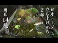 田舎で作るビオトープ。現在14種。