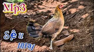 Tiếng gà mái rừng mồi gọi trống chuẩn mới nhất 2025