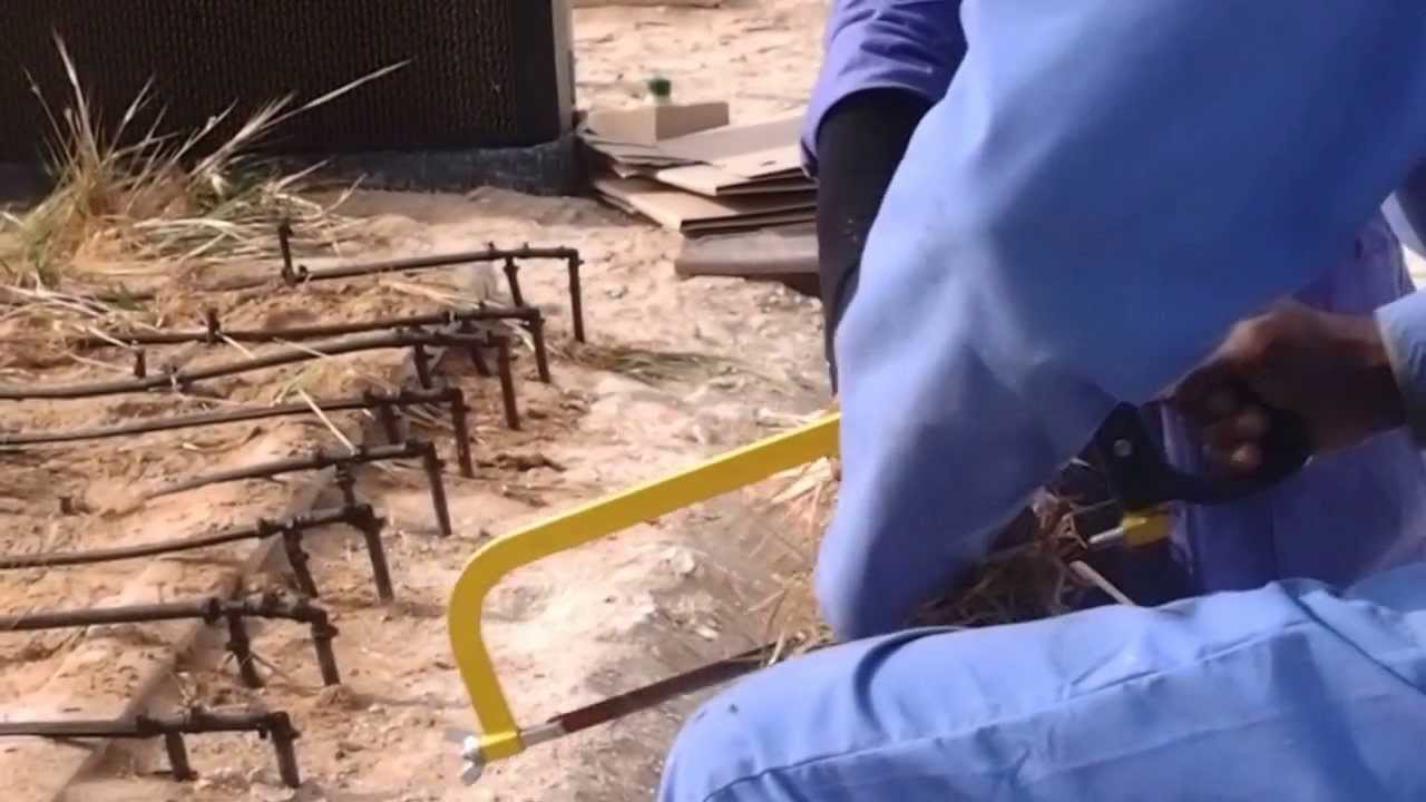 Sahara Forest Project harvests the first barley