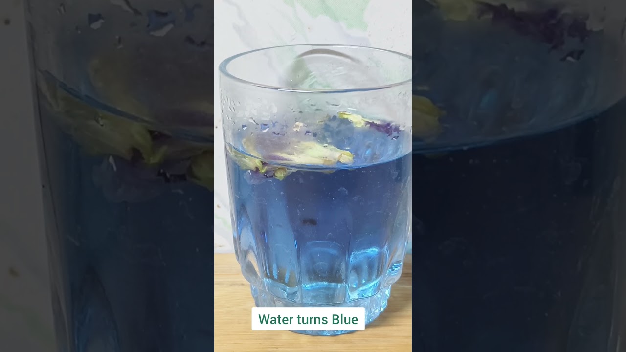 BUTTERFLY PEA FLOWER TEA #butterflypeatea #butterflypeaflowertea #butterflypea #sangupoo