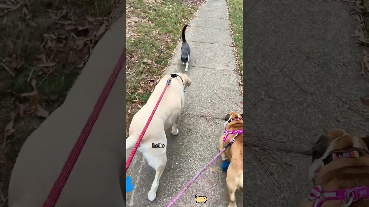 Случайные кошки 🥲❤️. 