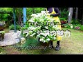 【お勧めラグランジアの魅力】剪定が楽で素敵な花がゴージャスに咲く/　ブライダルシャワー/　クリスタルベールⅡ/　シャンデリーニ