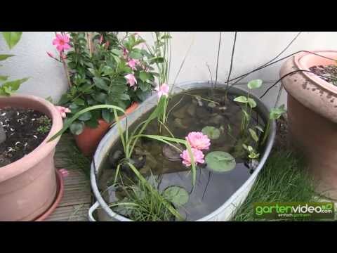 beispiel-für-teichbepflanzung-mit-seerosen-dahlien