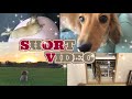 SHORT☆VIDEO8/9月編【空の日常動画】#063 ミニチュアダックスフンド