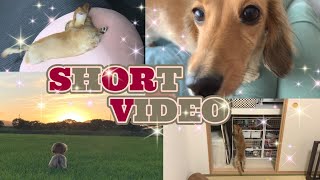 SHORT☆VIDEO8/9月編【空の日常動画】#063 ミニチュアダックスフンド