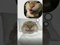 #cat #funny #cute #meme #fyp follow me @fm_zip