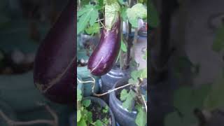 Buah-buahan di kebun belakang rumah #kebun #garden #buah #fruit #fruits #kebunbelakangrumah