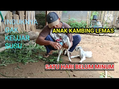 CARA MENGATASI INDUK KAMBING GAK KELUAR AIR SUSU