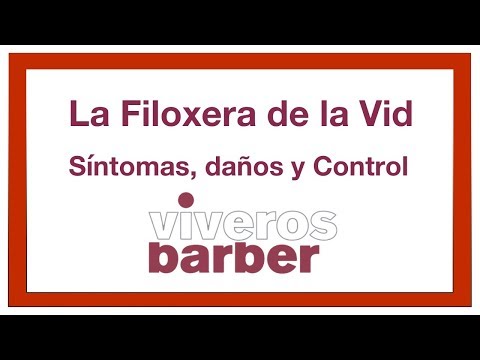 Video: Filoxera de la vid: causas y medidas de control