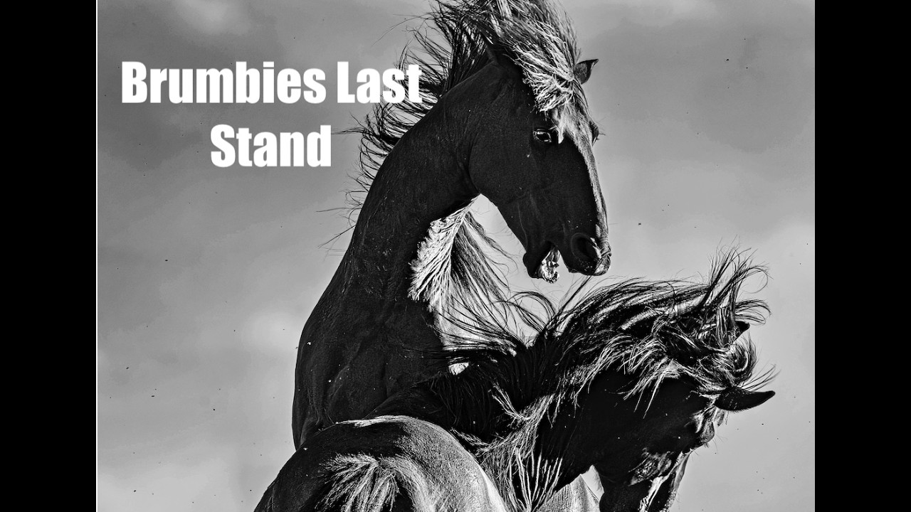 Brumbies Last Stand.                           Their beauty and mans betrayal 