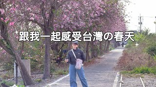 春天來了 🌸 台灣の花開與平靜生活！