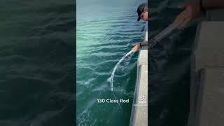 Goliath Snaps 130 Class Rod