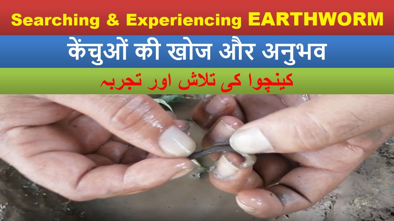 Earthworm or Mud Worm Life Facts | Searching, Movement & Experience | Amazing Clicks TV