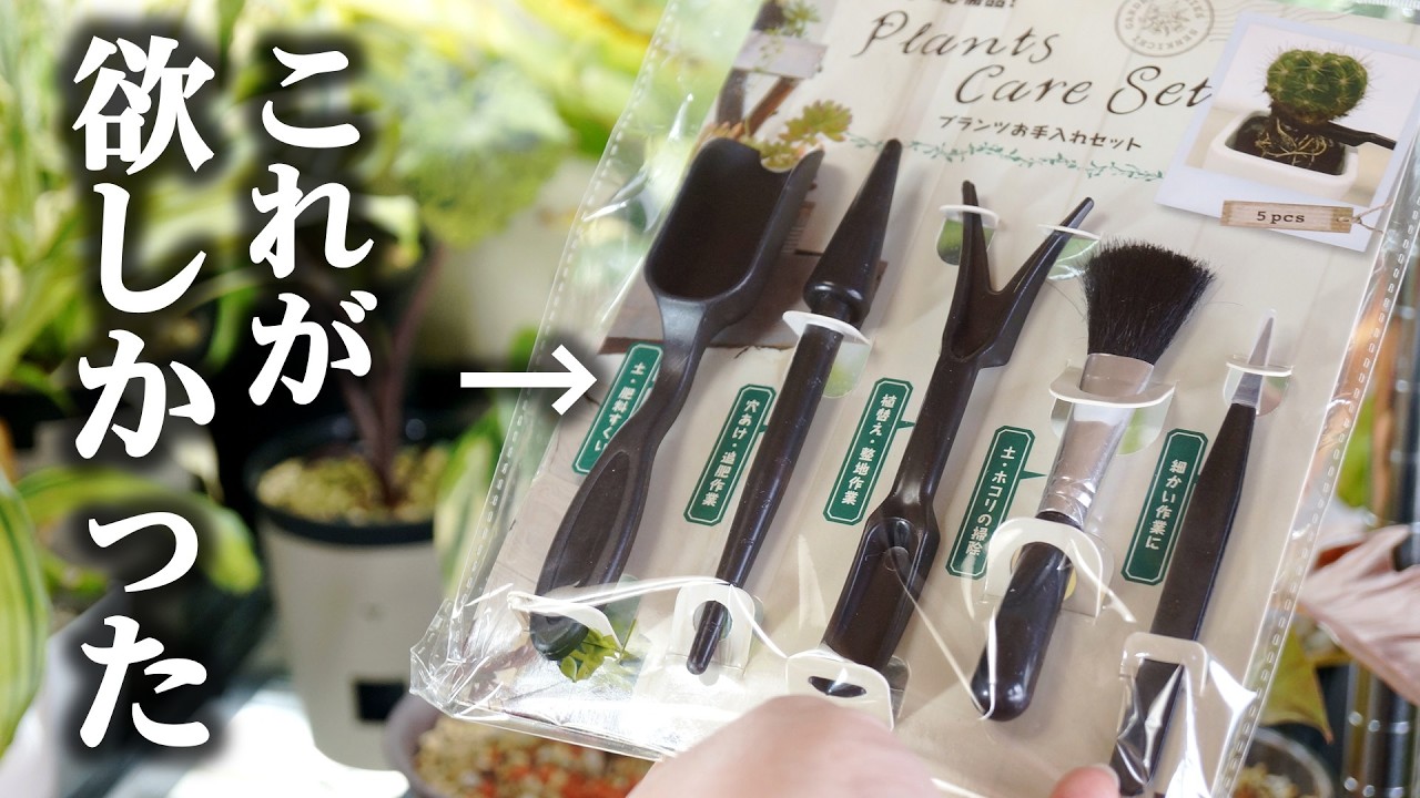 もっと早く買えば良かった…、観葉植物の必需品がこちらです【サボテン