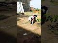pitbull dog 🐕#vairl #vidoe #yutube #shorts #like #subscribe