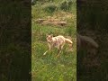 Blasting A Coyote | EPIC MUST SEE CLOSE-UP FOOTAGE !!!  | #hunting #shorts