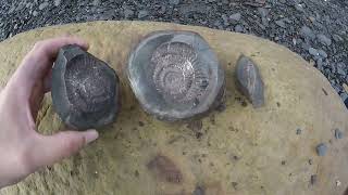 Fossil Hunting at Sandsend Aug 2023 #fossils #fossilhunting #ammonites