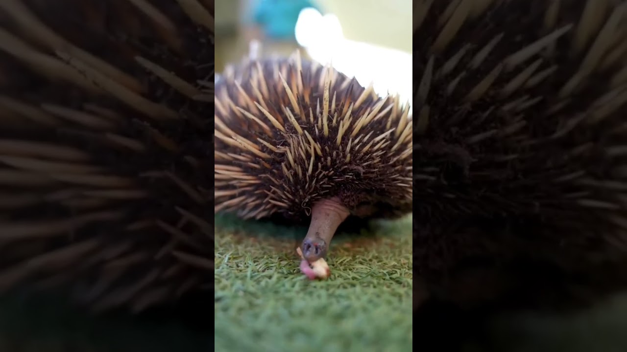 Австралийская ехидна — удивительный одиночка