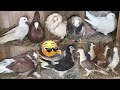 Mehtab bhai ka fancy pigeon setup 😲 Only fancy kabutar 😎🔥