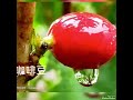 浮草ぐらし(日語)都はるみ(台語)三年的舊情】