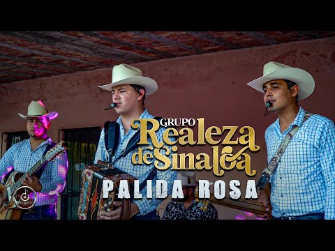 Realeza de Sinaloa - Pálida rosa