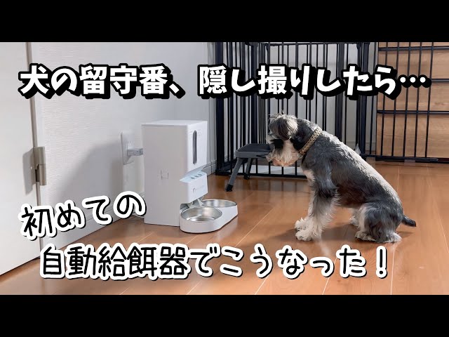 Secretly filmed] Can you leave your dog at home alone? This is