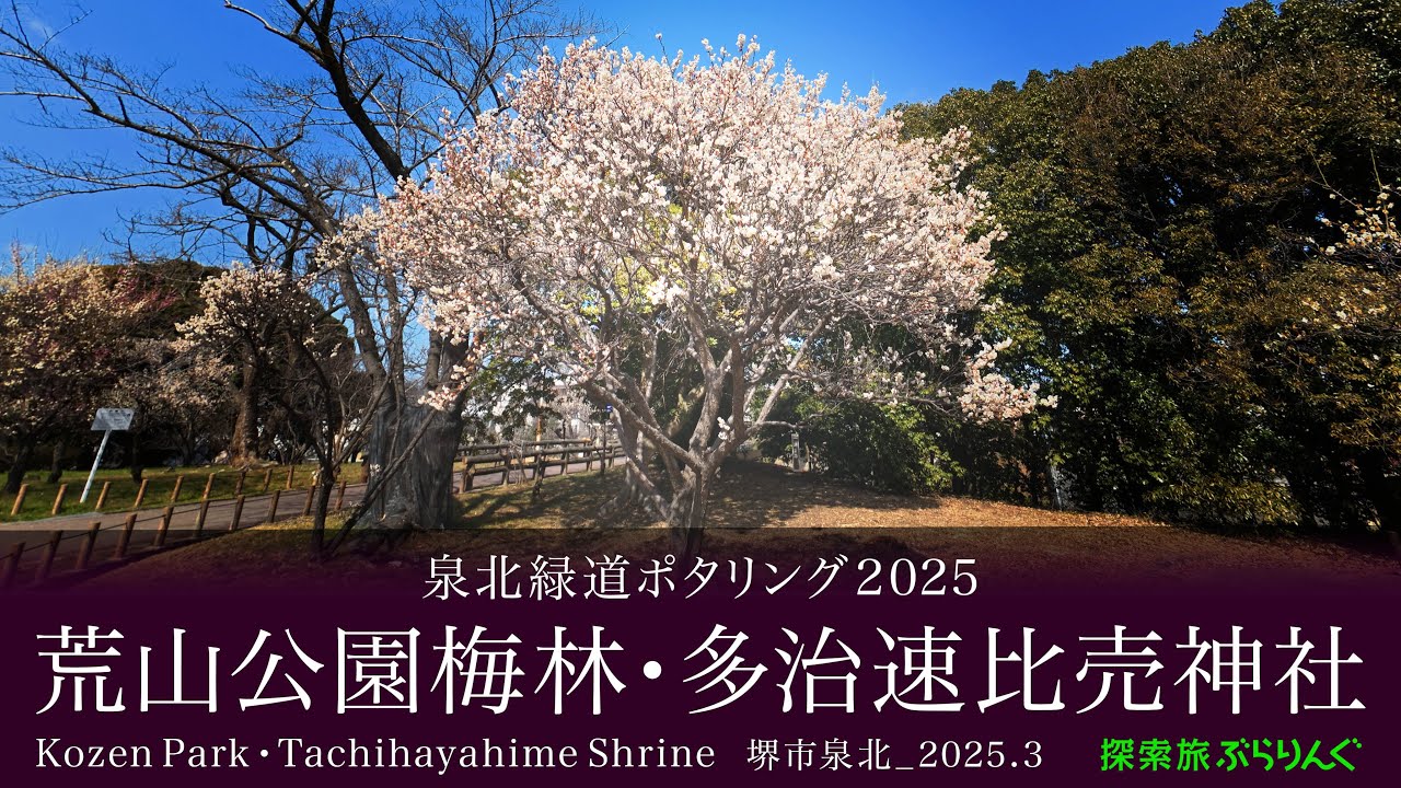 泉北緑道ポタリング2025_荒山公園梅林・多治速比売神社_堺市泉北