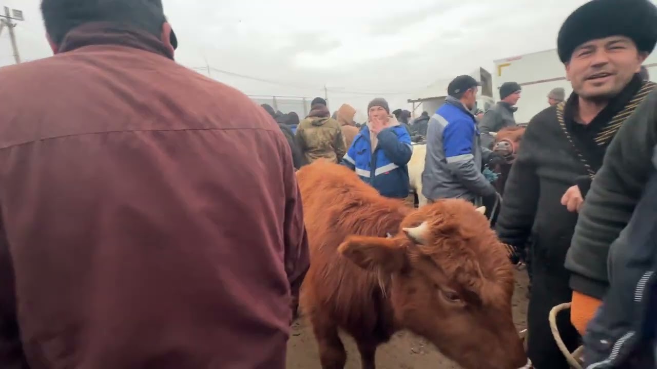 Урганч гойву бозори ёш хокиз зорларинан 18 января 2026 г.