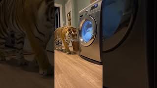 Episodes 59🐯🐶🐱 Brave Cat Jumps on Tiger to Protect the House | CCTV Animal World
