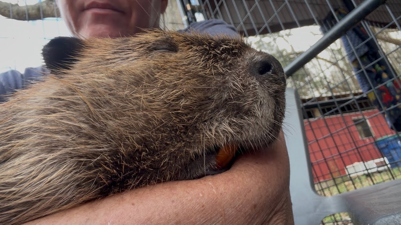 Tooth check for Willow and Sprout snuggles 