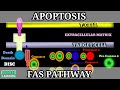 Fas pathway of apoptosis  extrinsic pathway of apoptosis  programmed cell death  apoptosis 