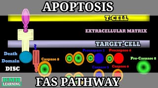 Fas Pathway Of Apoptosis Extrinsic Pathway Of Apoptosis Programmed Cell Death Apoptosis 