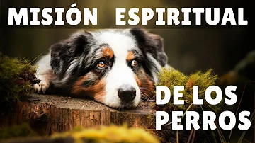 ¿Los perros saben cuándo estás a punto de llegar a casa?