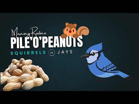 Pile’o’Peanuts - Full Morning Routine