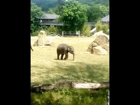 Video: Hvordan Man Laver Elefanter Forelsket I Egne Hænder