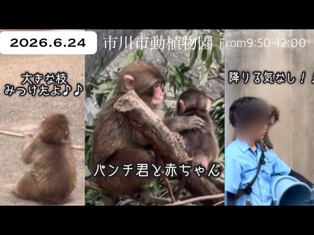 Meet Punch's Adorable Doppelgänger! 🐵 A New Star is Born