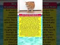 🐱 Cats — Actually INSANE body secret revealed #catfails #catlife #shorts