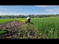 SMART FARMERS USE SUPER FAST SILL TO PLANT RICE TRADITIONALLY! - traditional farmer