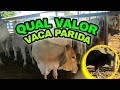 COMPREI MAIS VACAS PARIDAS VEJA O VALOR DO GADO NO LEILÃO