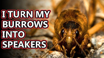 Mole Cricket facts: not really a cricket | Animal Fact Files
