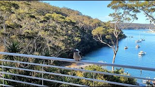 434-Laughing Kookaburra Dacelo Novaeguineae Balcony Feeding Daleys Point Central Coast 23..