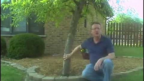 Mulch Around Trees - How Deep to Mulch