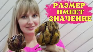 видео: Выбирайте ТАКИЕ ЛИЛИИ! Зацветут В ПЕРВЫЙ ГОД! Показываю в чём разница картинка: Выбирайте ТАКИЕ ЛИЛИИ! Зацветут В ПЕРВЫЙ ГОД! Показываю в чём разница