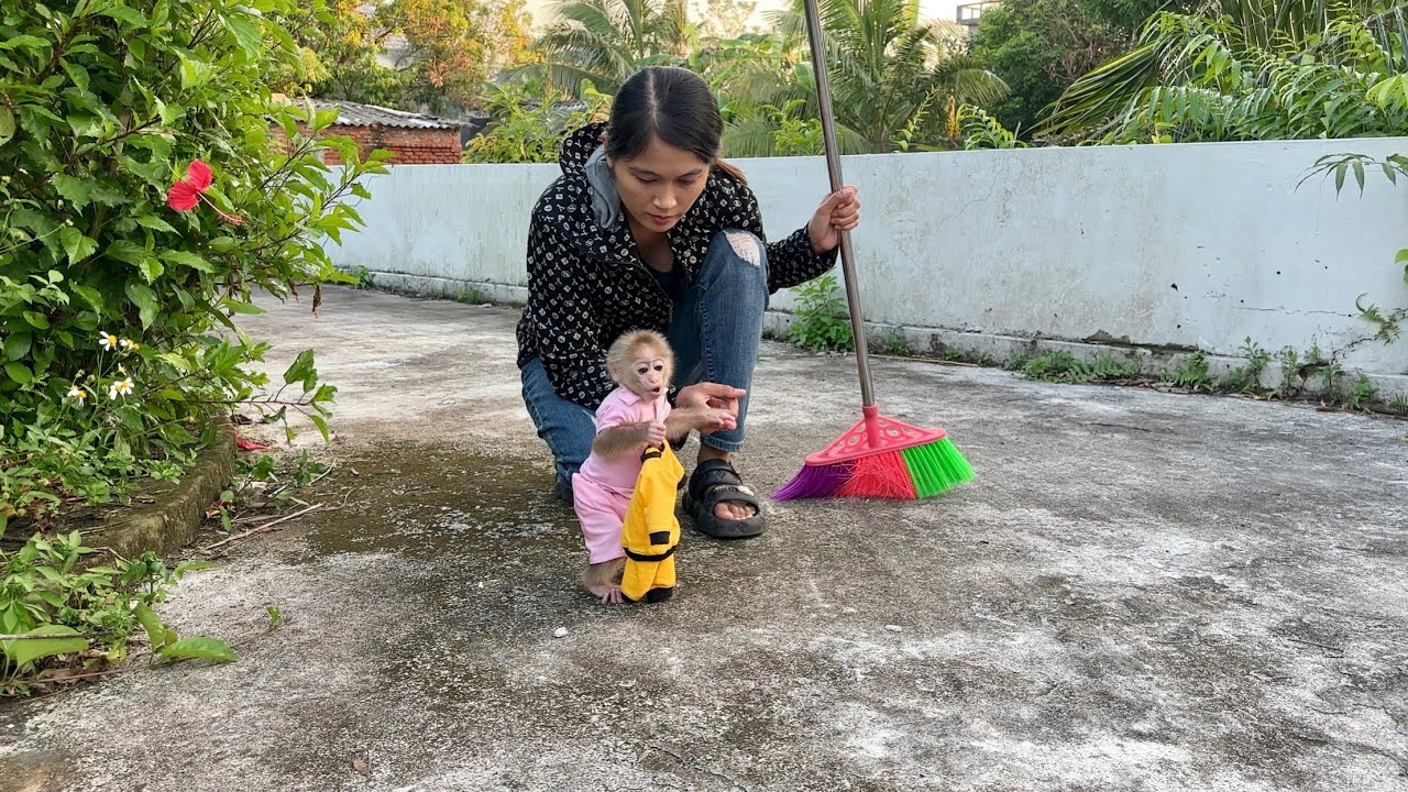 abi monkey wants to wear new clothes