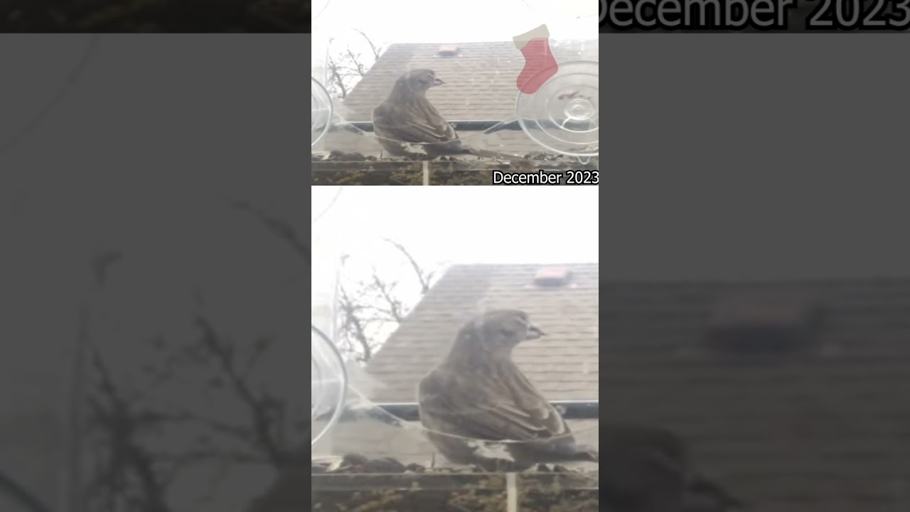 Cascading Wings: Palouse Region Timelapse | Birdwatching Delight