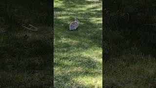 Mr Bunny and Mr Robo the Husky having a heated debate