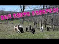 Our goats escaped you wont believe where we found them 