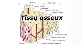 TISSU OSSEUX