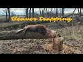 BEAVER TRAPPING FIRST TIME - 50 lb BEAVER DESTROYING TREES ON FAMILY FARM