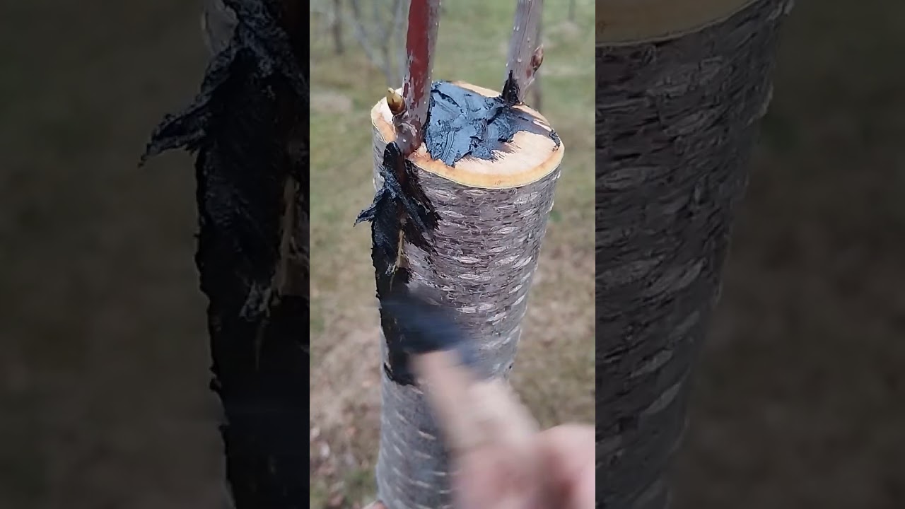 La altoirea prunilor cu tata 15.Martie.2024